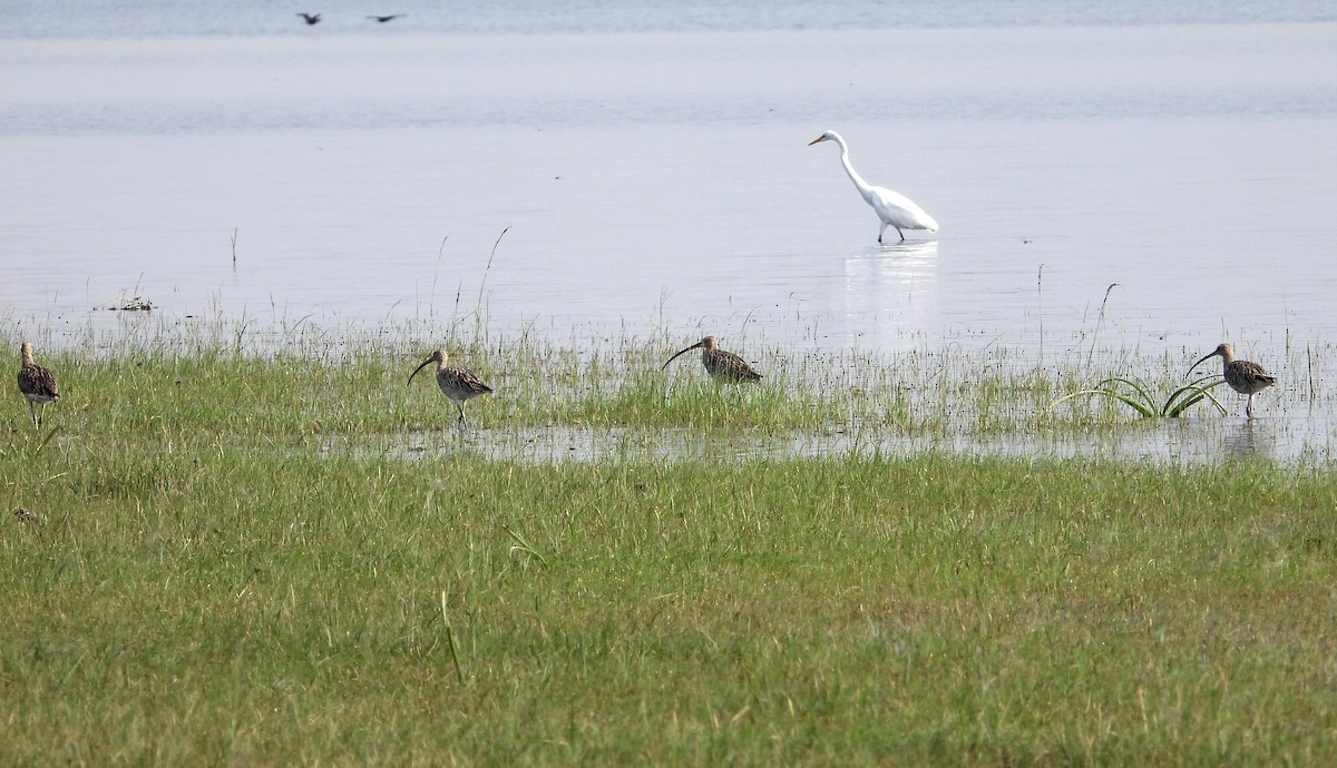 Eurasian Curlew - ML610896245