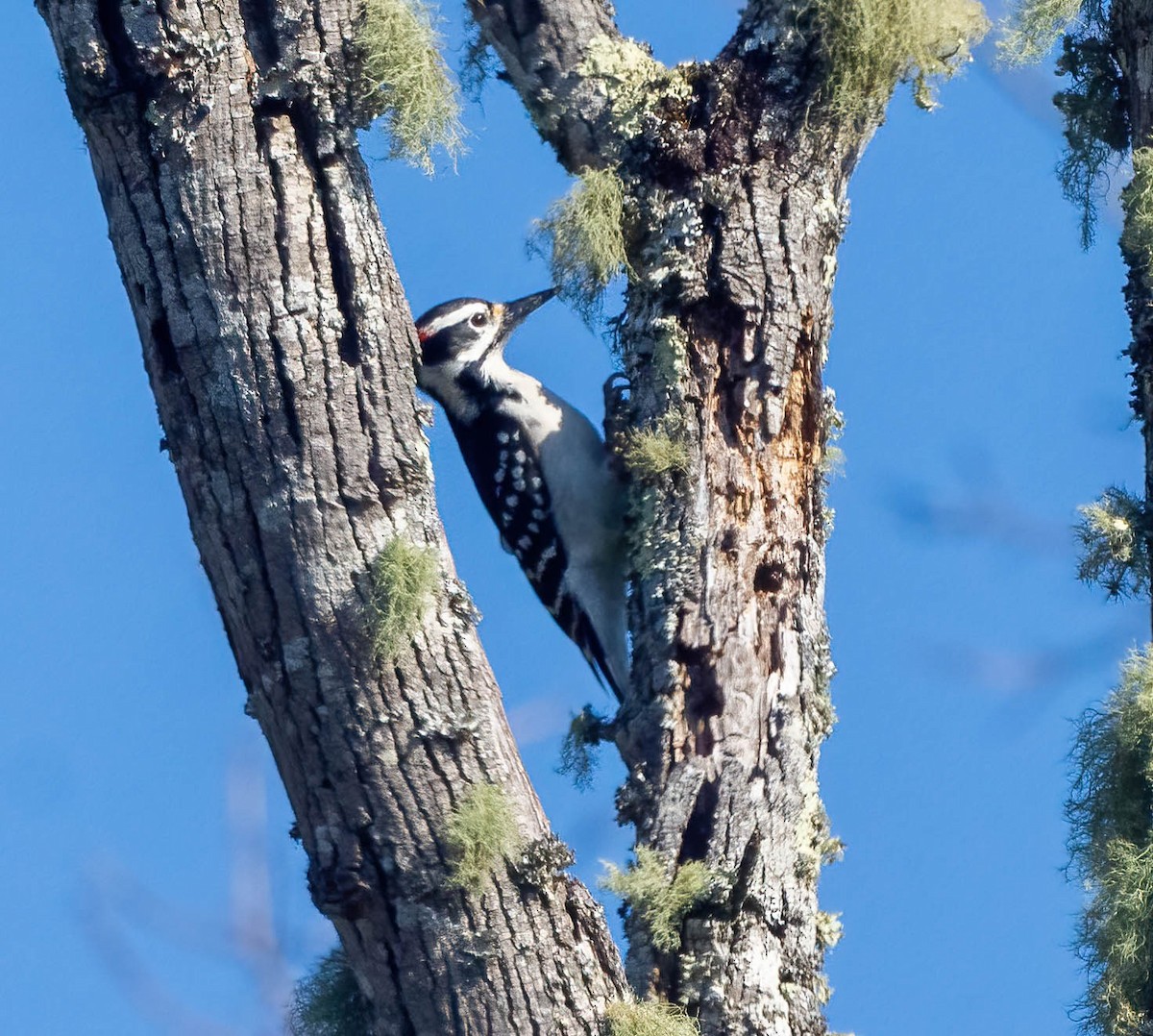 Hairy Woodpecker - Eric Bodker
