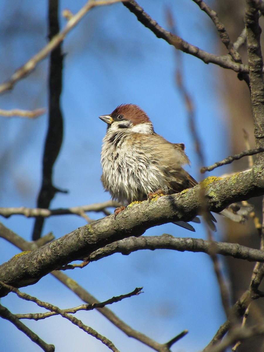 Eurasian Tree Sparrow - ML610896346