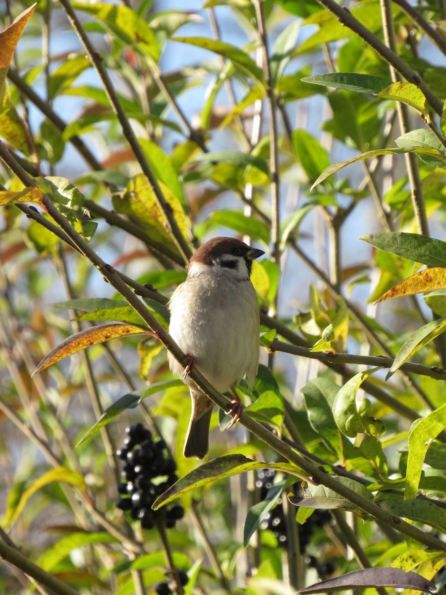 Eurasian Tree Sparrow - ML610896351