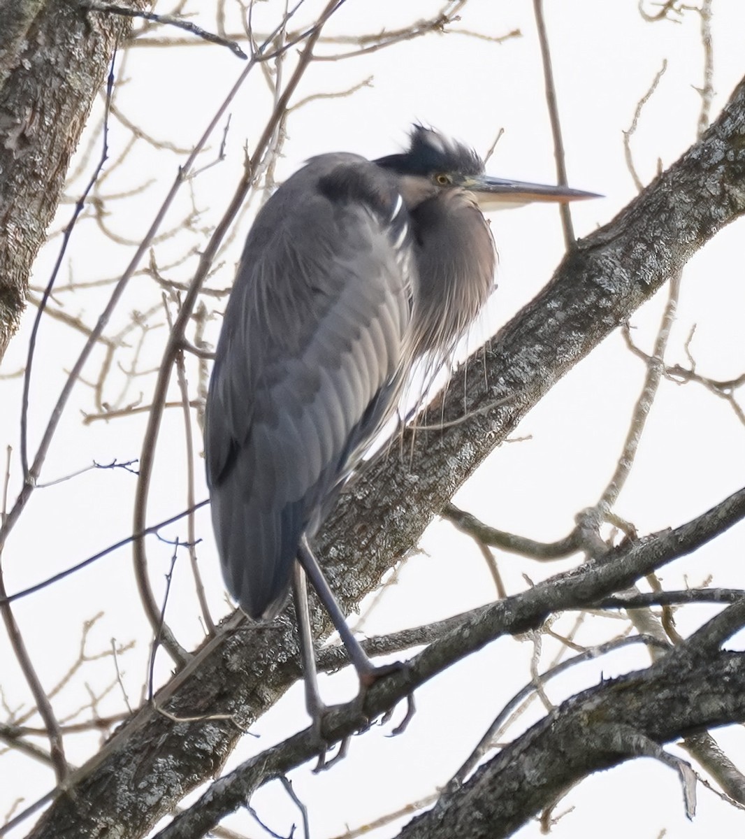 Great Blue Heron - ML610896370