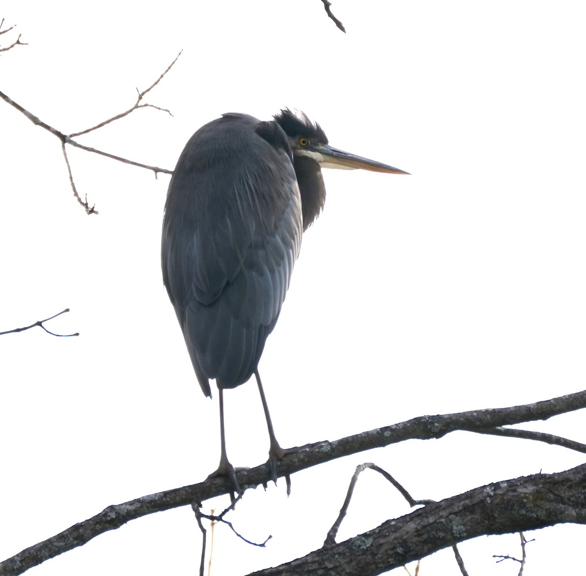 Great Blue Heron - Tracy McLellan