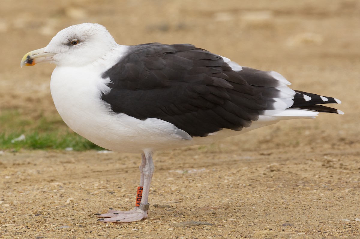 Great Black-backed Gull - ML610896414