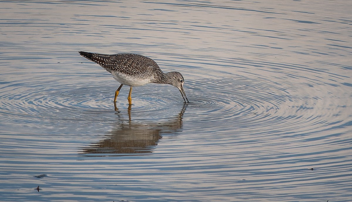 Greater Yellowlegs - ML610896416