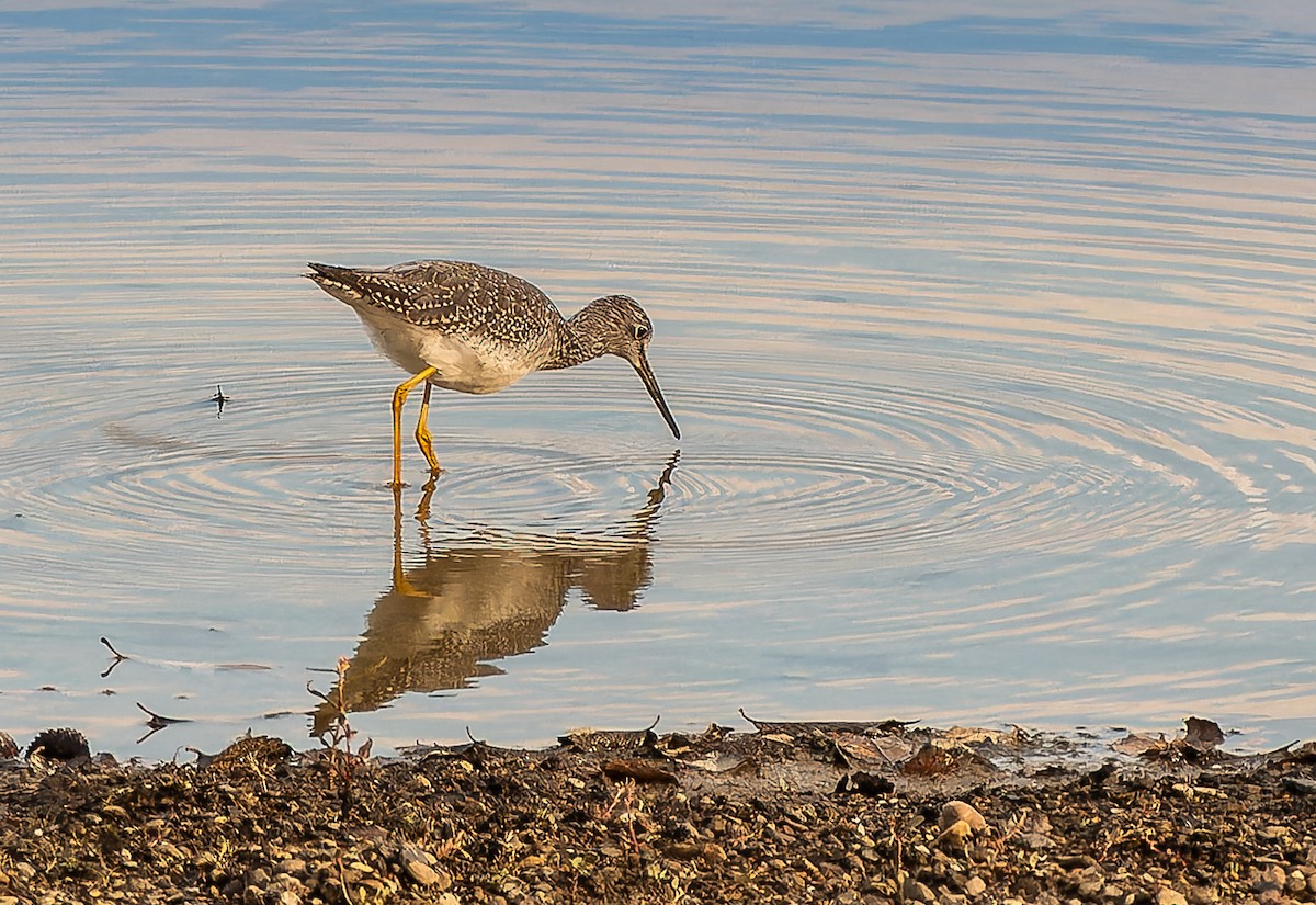 Greater Yellowlegs - ML610896418