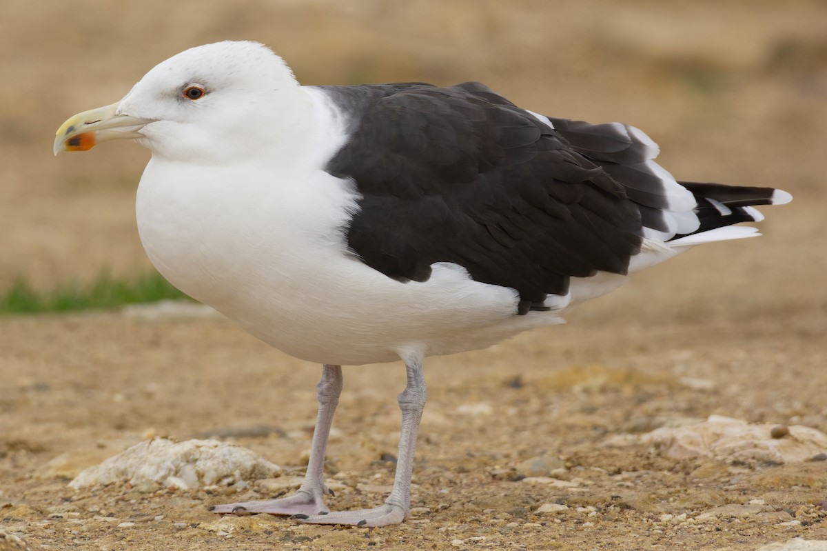 Great Black-backed Gull - Vilhelm Fagerström