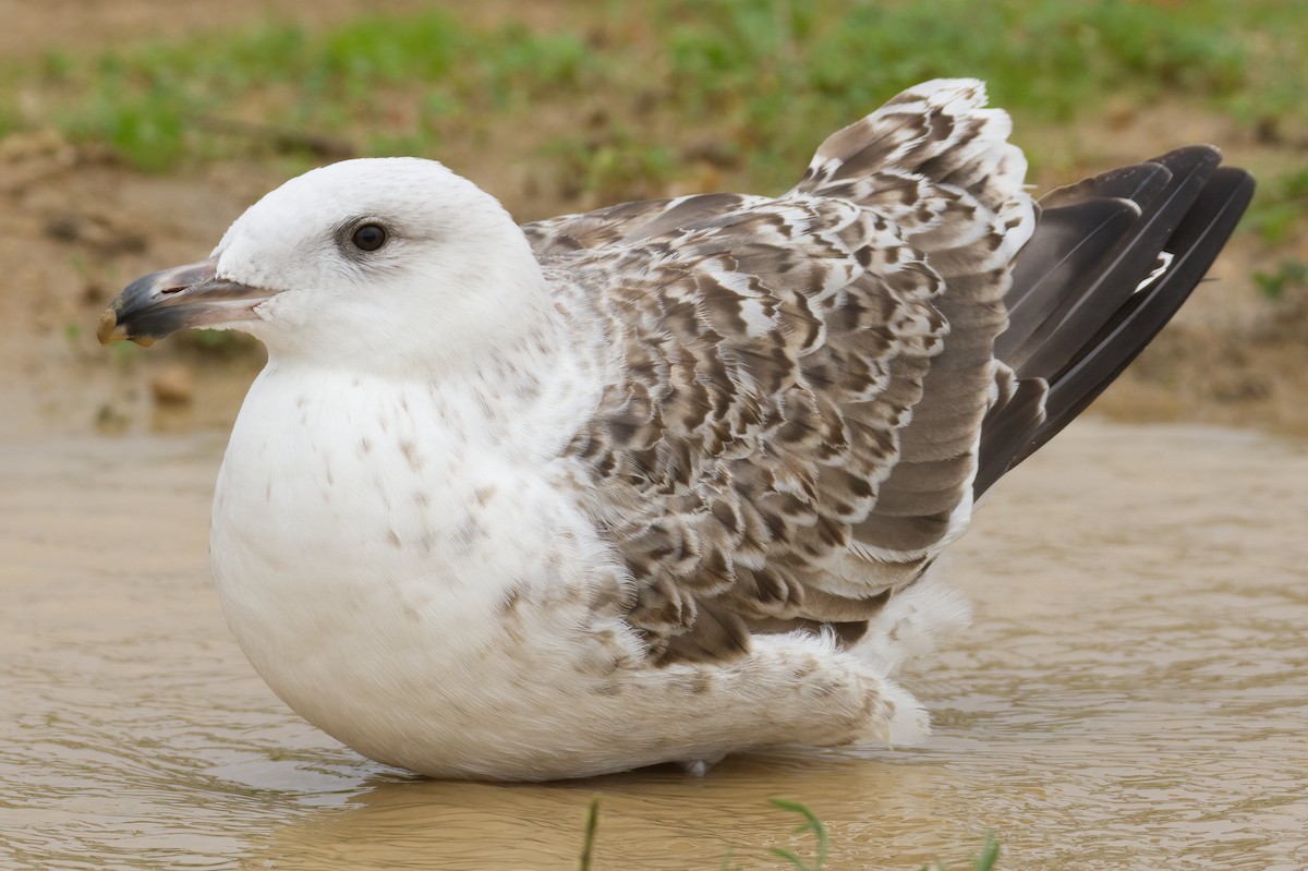 Great Black-backed Gull - ML610896438