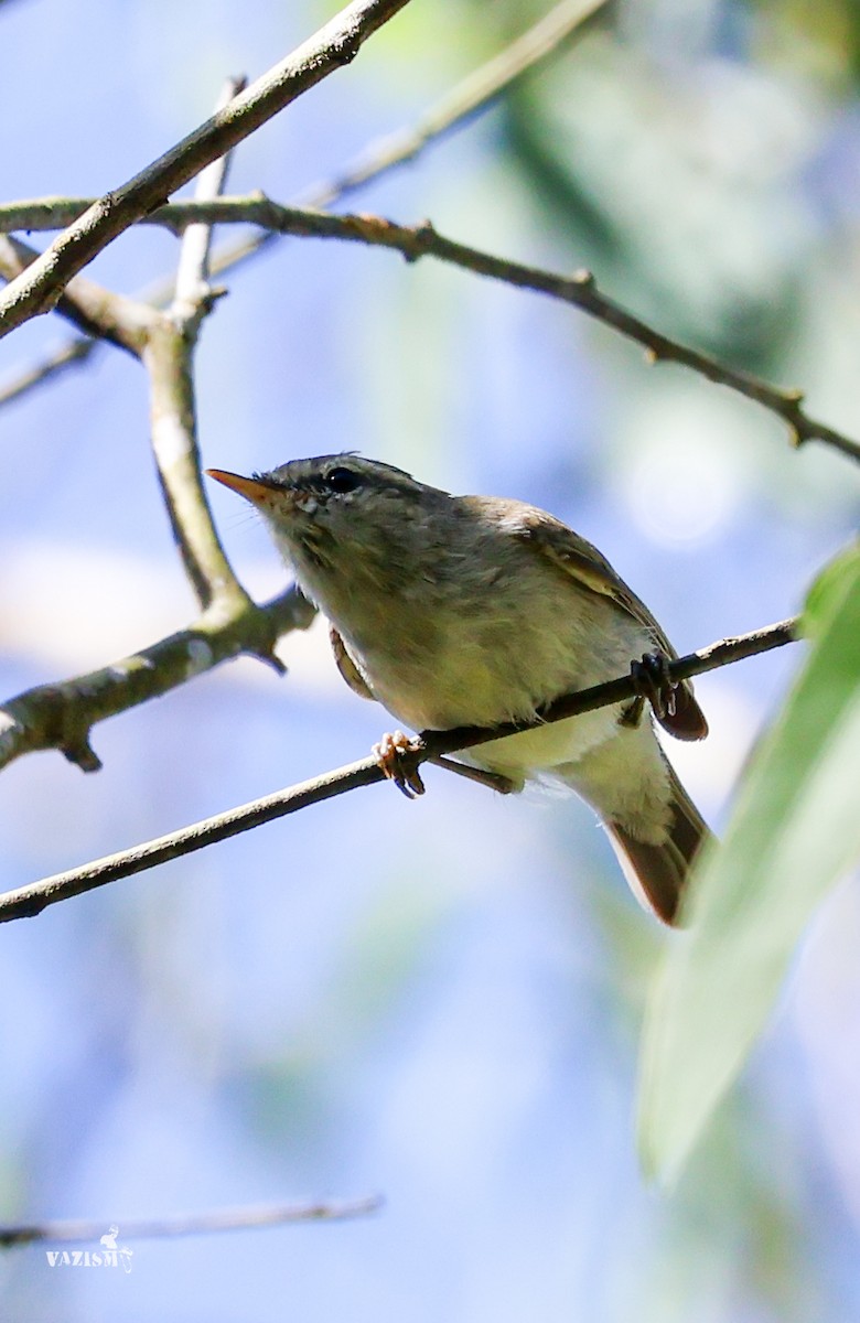 Greenish Warbler - Vazanth T