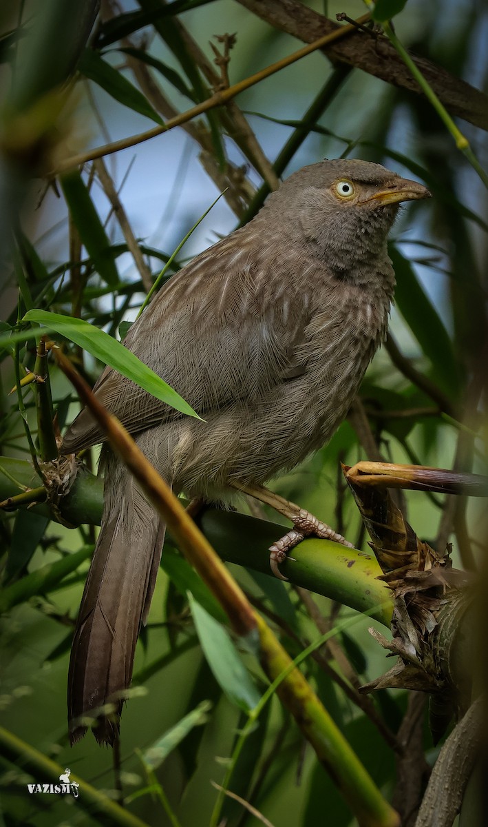 Jungle Babbler - ML610896609