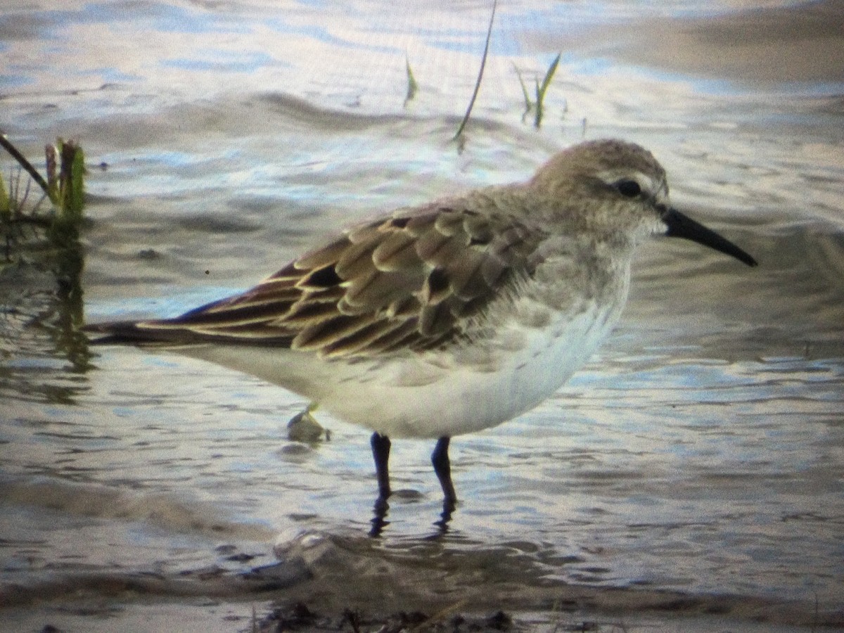 Dunlin - Vincent Agnesi