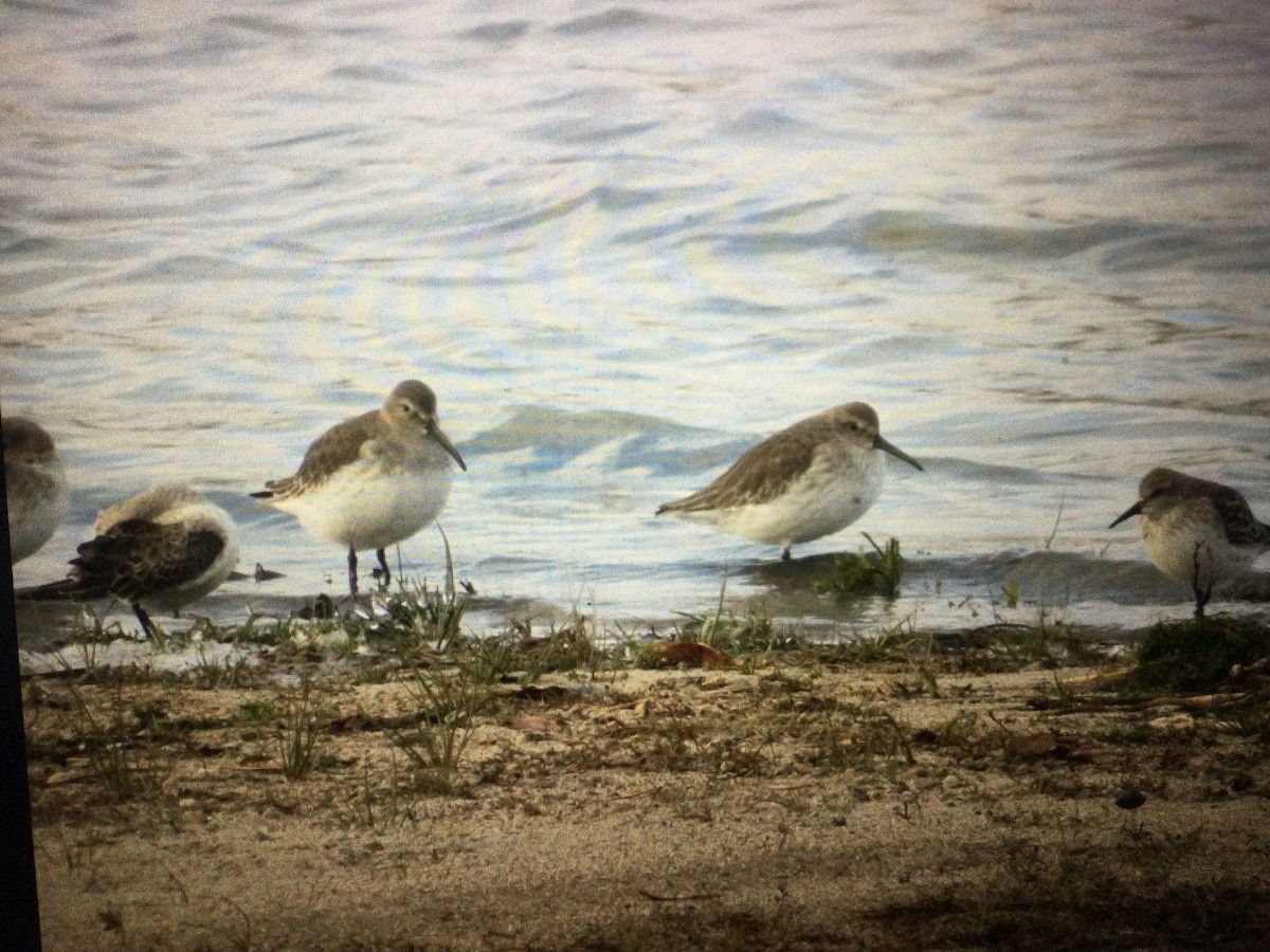 Dunlin - Vincent Agnesi