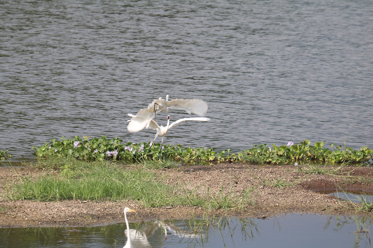 小白鷺 - ML610896688