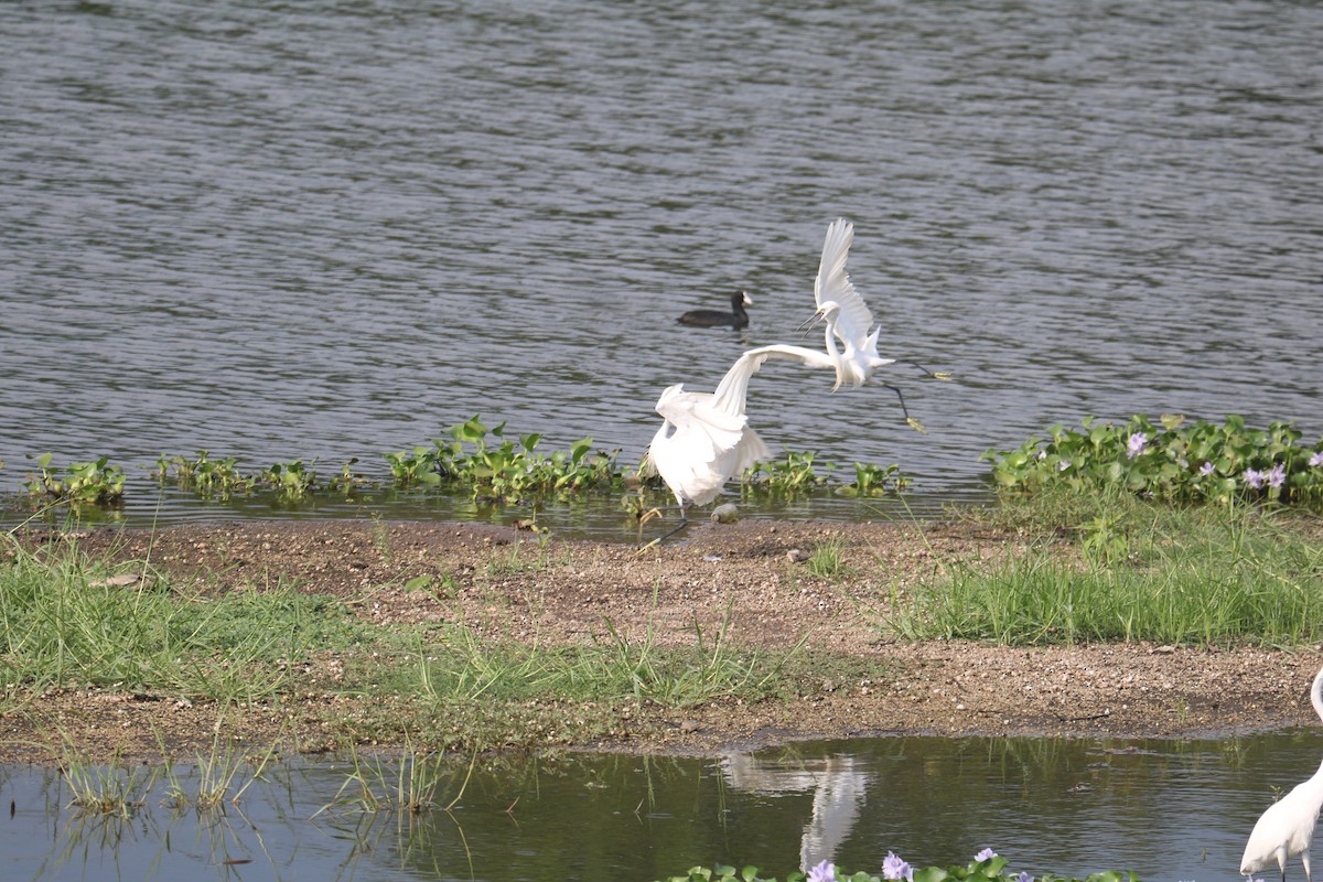 Little Egret - Elavarasan M