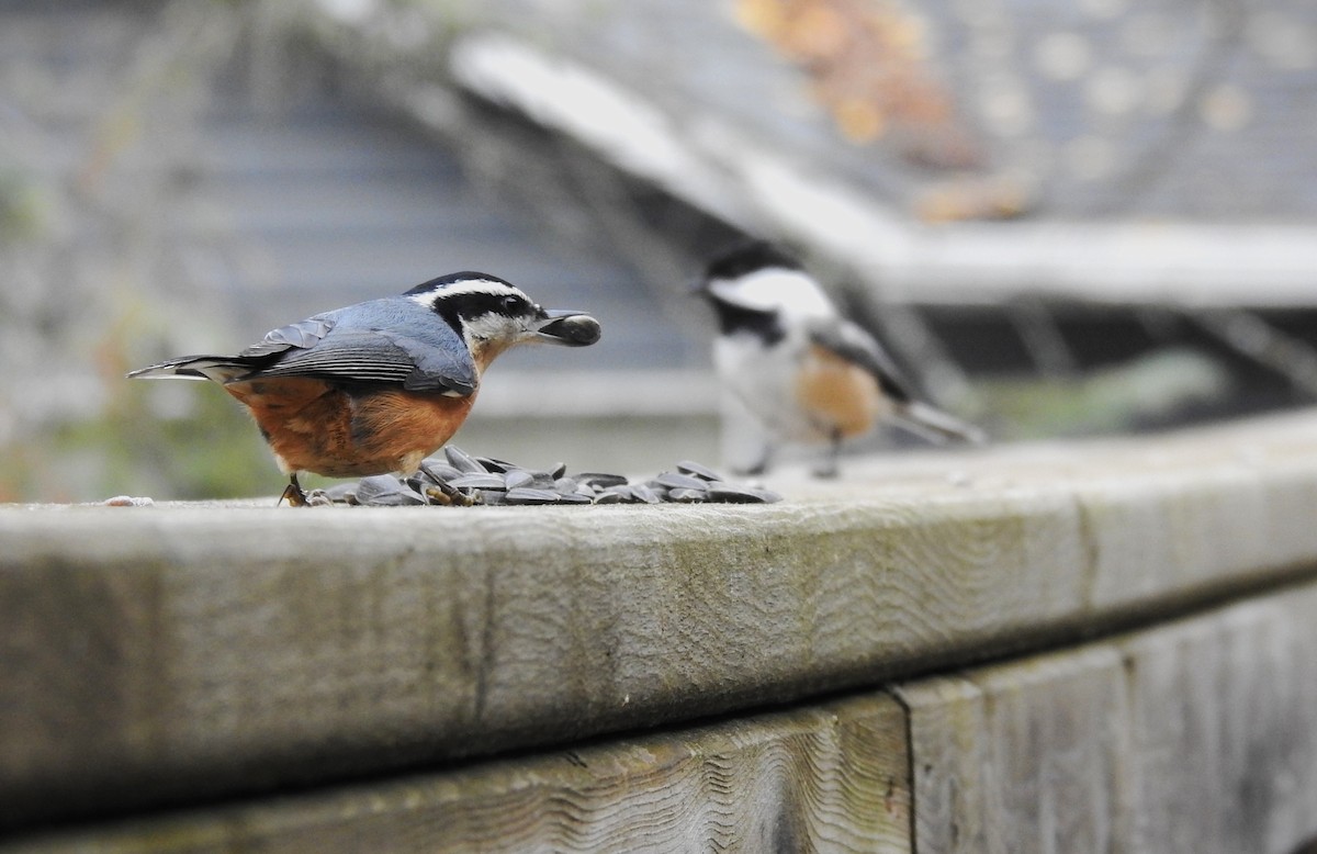 Red-breasted Nuthatch - Ben Ginter