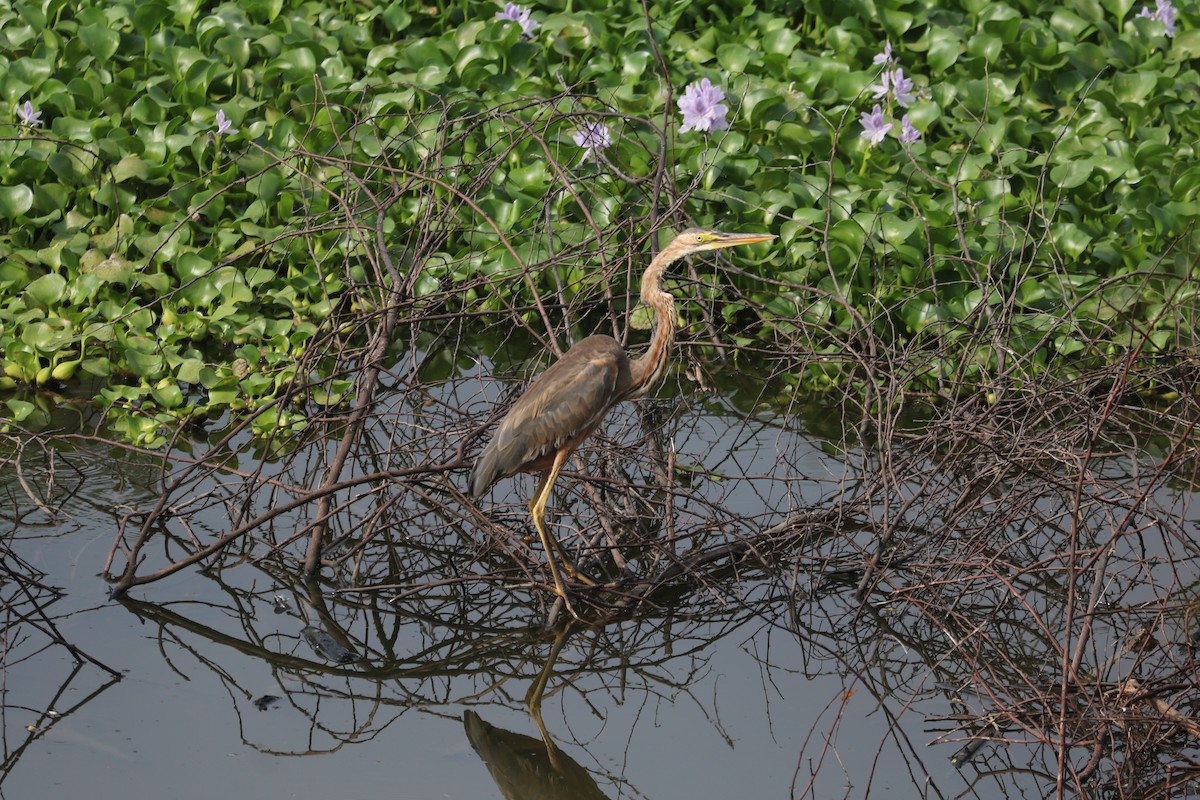 Purple Heron - ML610896782