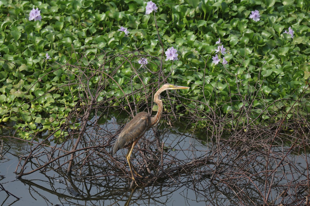 Purple Heron - Elavarasan M