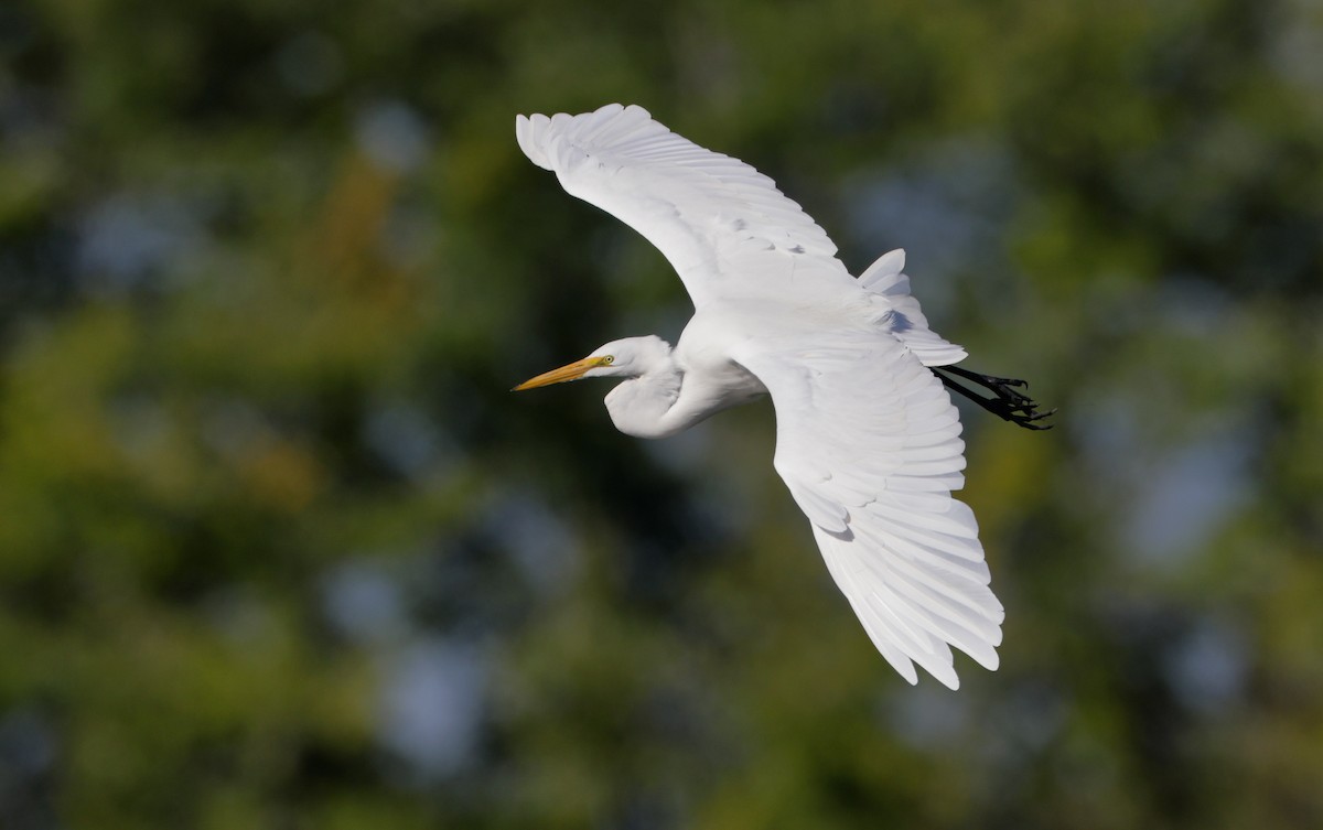 Great Egret - ML610896904