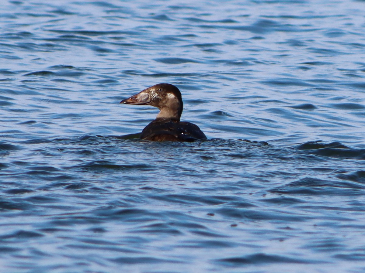 Surf Scoter - Mike Peczynski