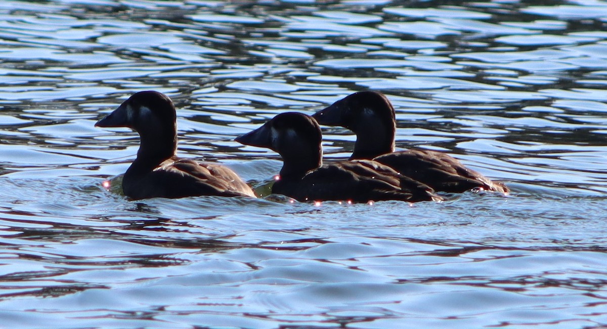 Surf Scoter - Mike Peczynski