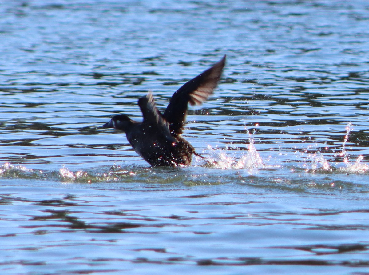 Surf Scoter - ML610896924