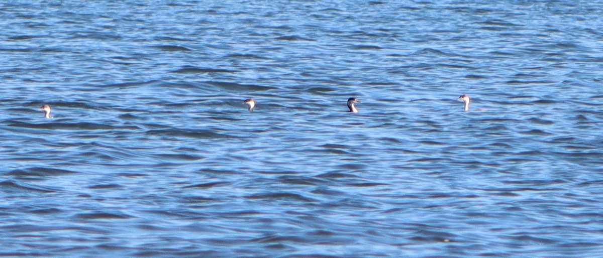 Horned Grebe - ML610896979