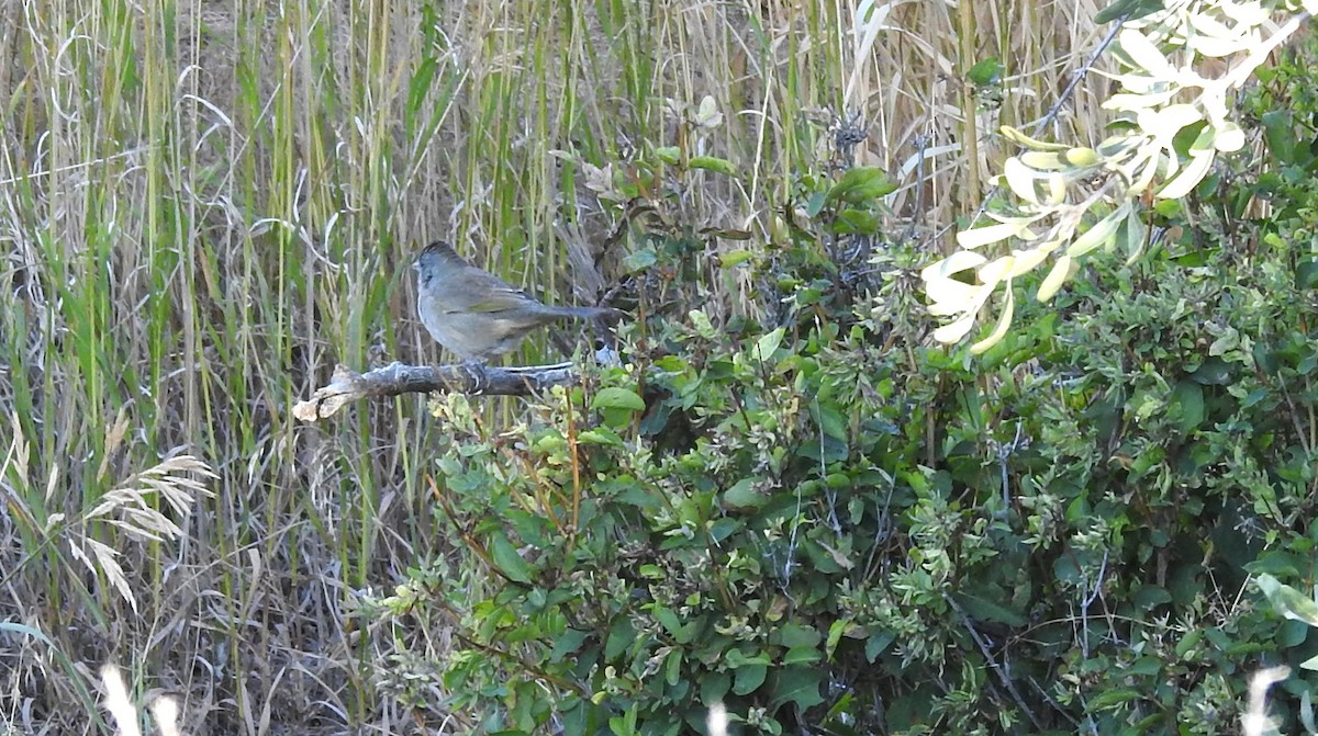 Green-tailed Towhee - ML610897009