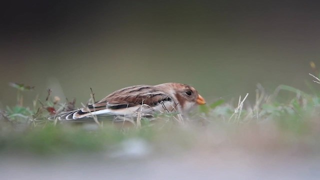 Snow Bunting - ML610897075