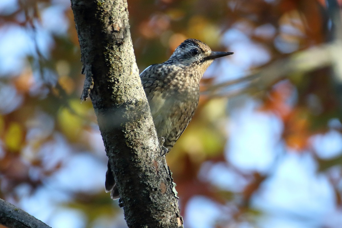 Yellow-bellied Sapsucker - ML610897142