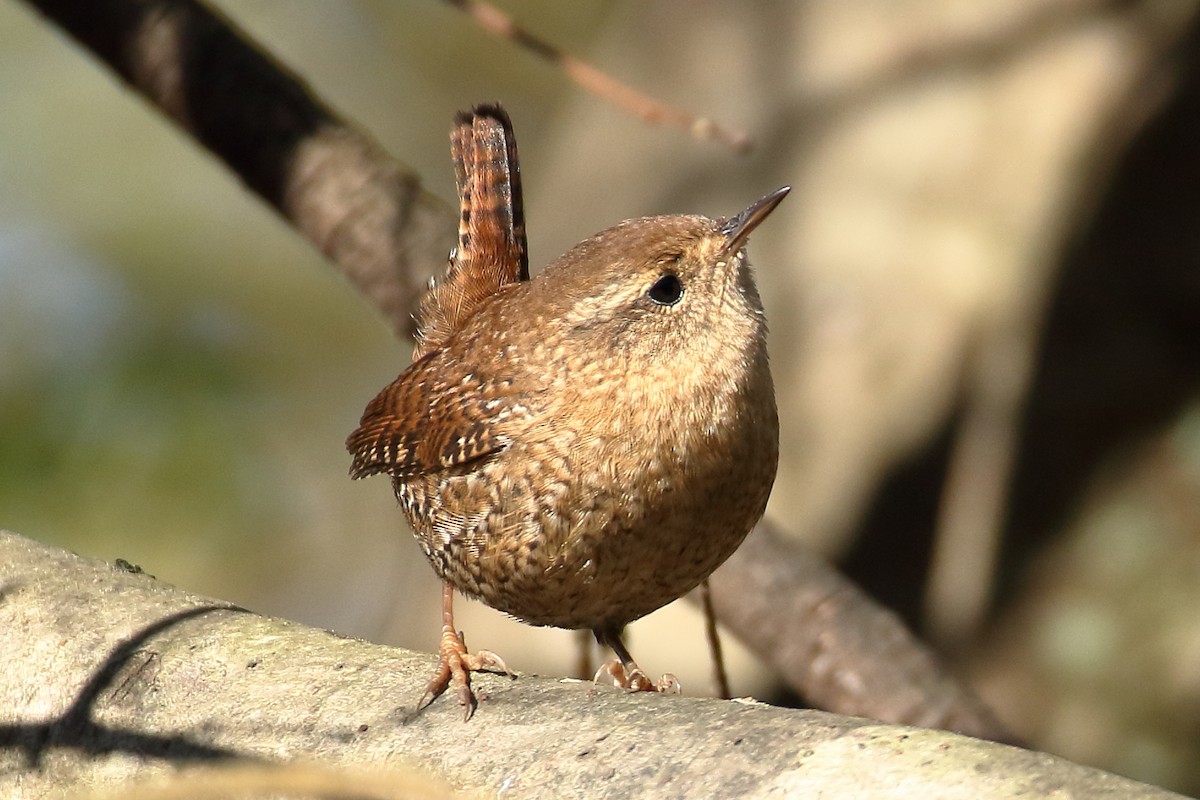 Winter Wren - ML610897147