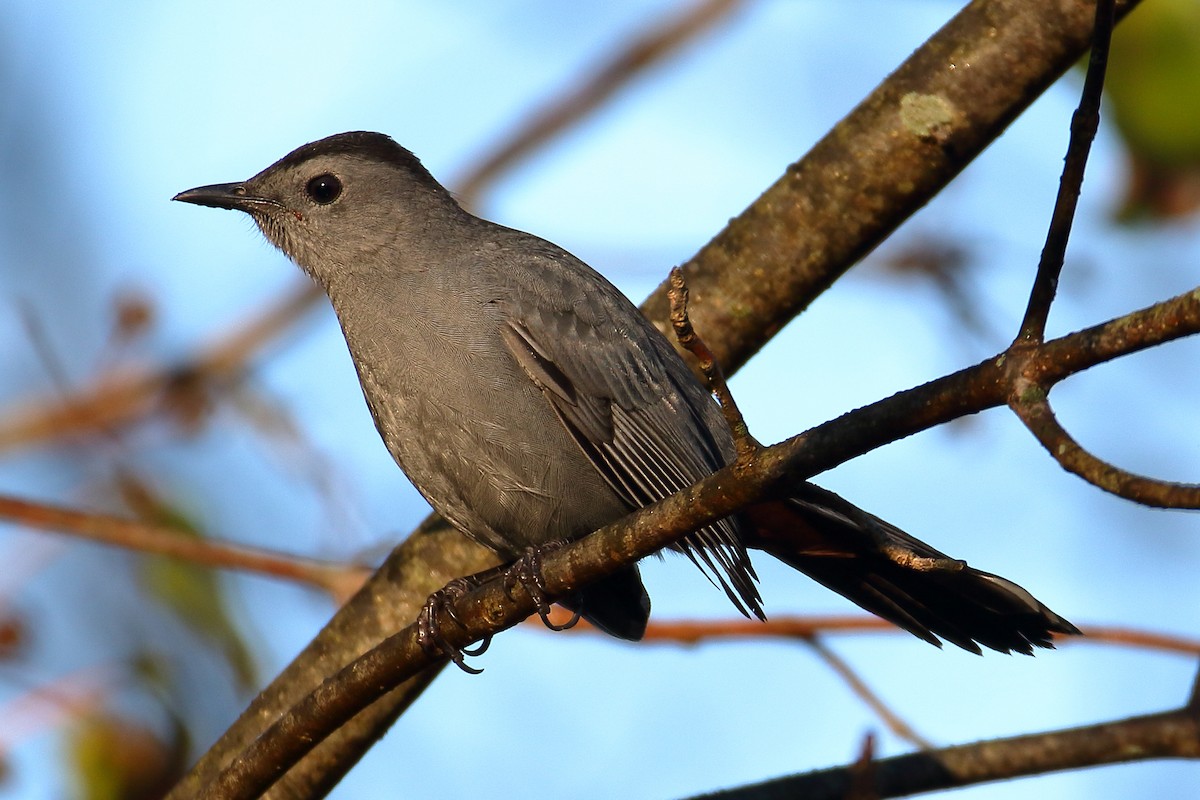 Gray Catbird - ML610897149