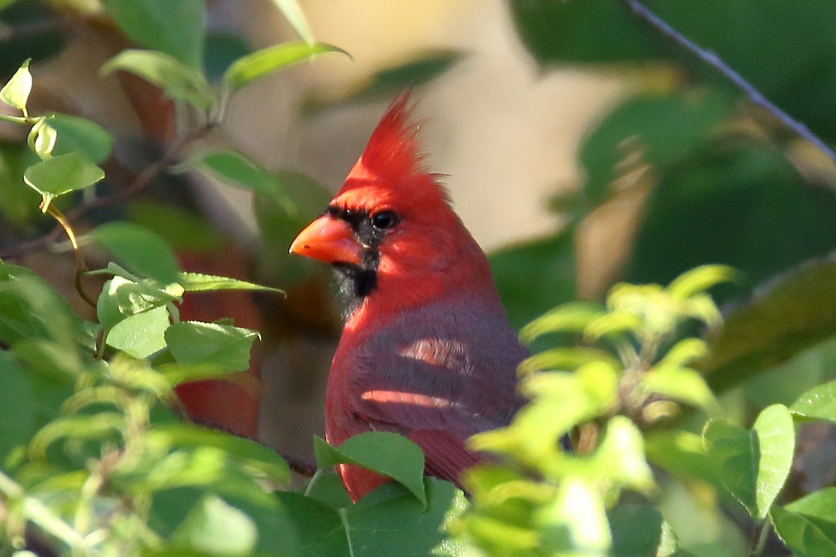 Cardinal rouge - ML610897178