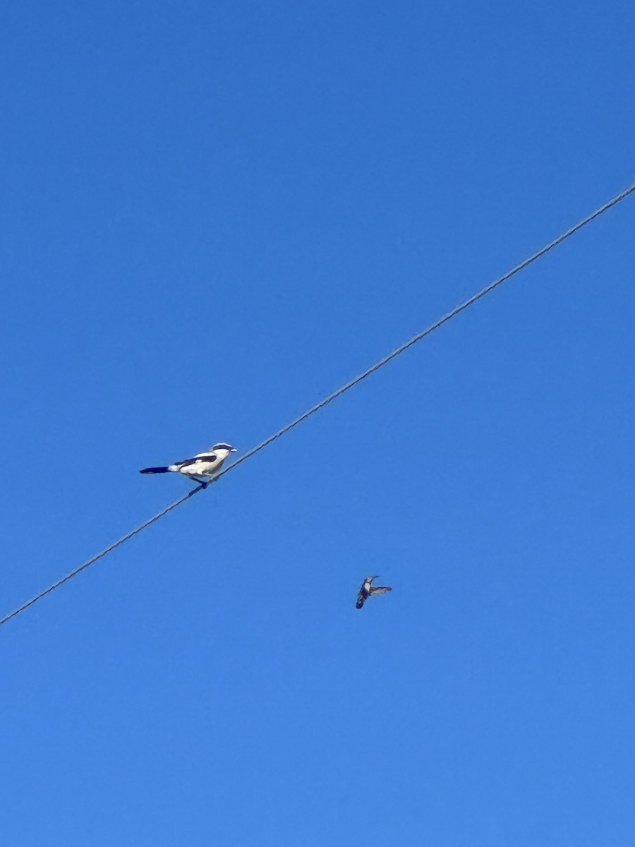 Loggerhead Shrike - ML610897243