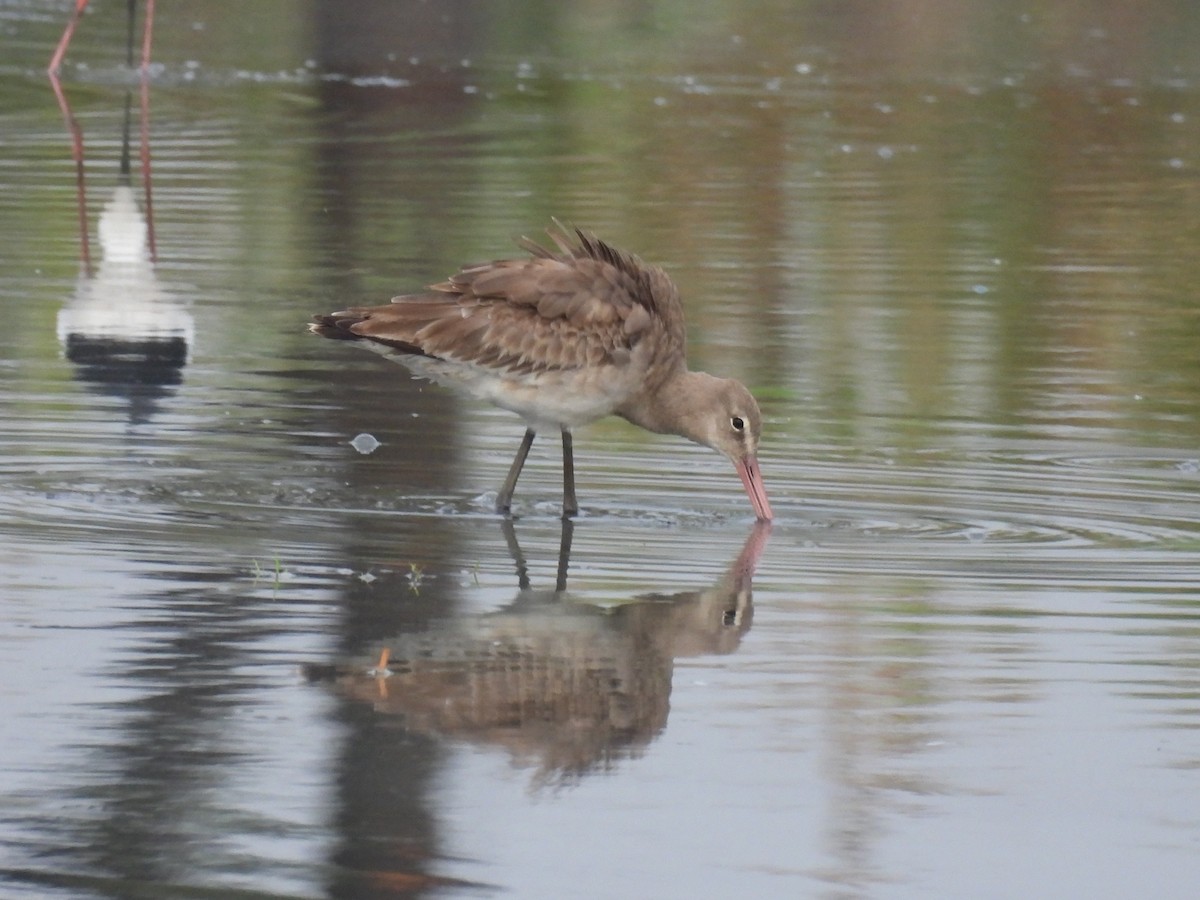 Black-tailed Godwit - Ramesh Desai