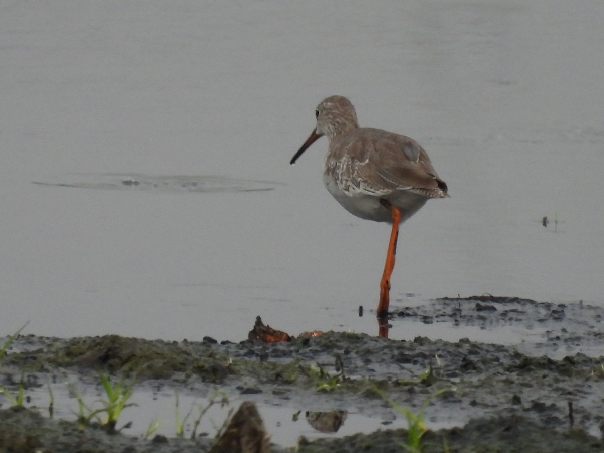 Black-tailed Godwit - ML610897311