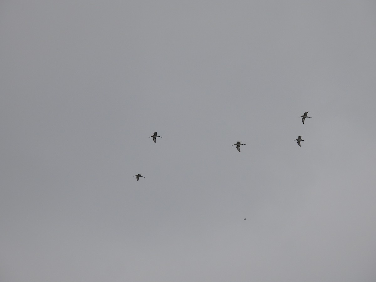 Black-tailed Godwit - ML610897380