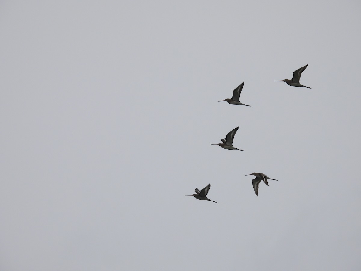 Black-tailed Godwit - ML610897385