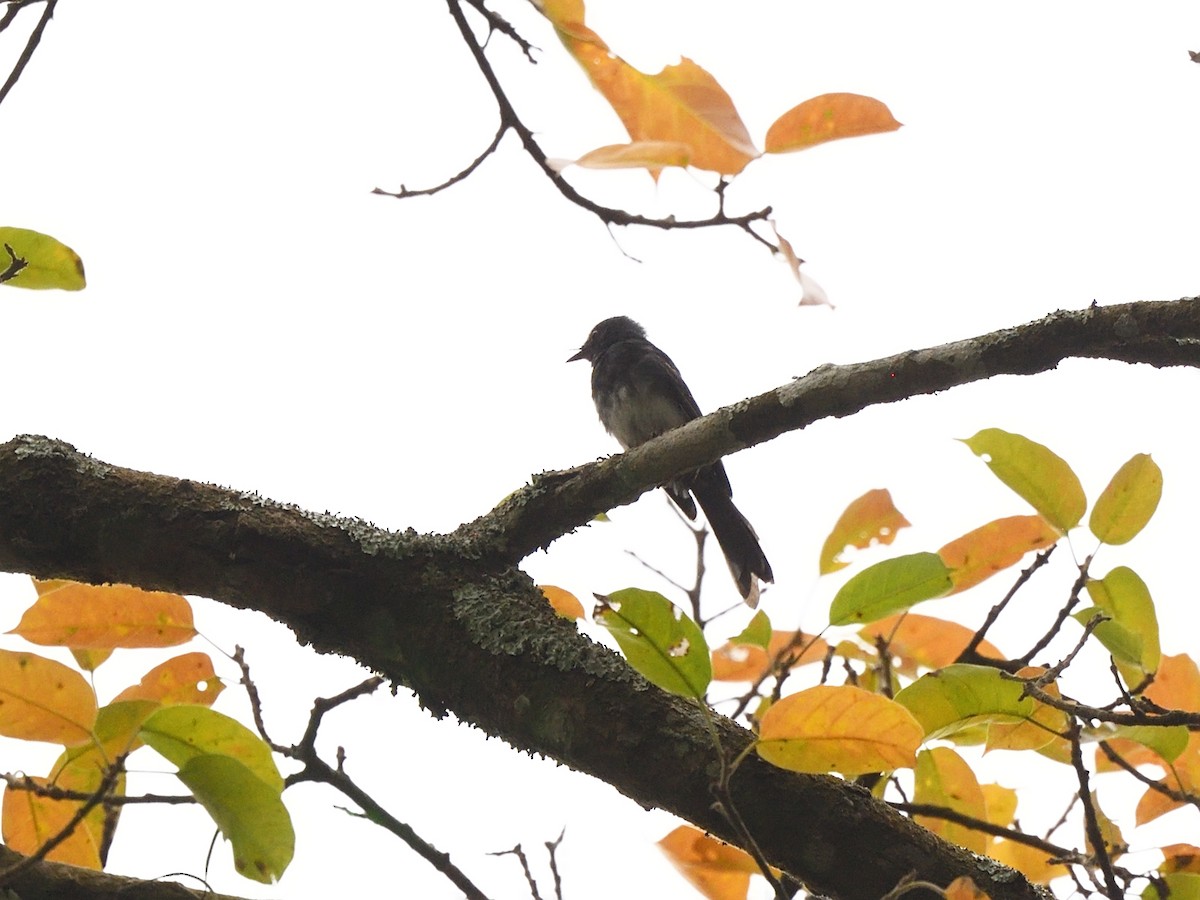 White-bellied Fantail - ML610897416