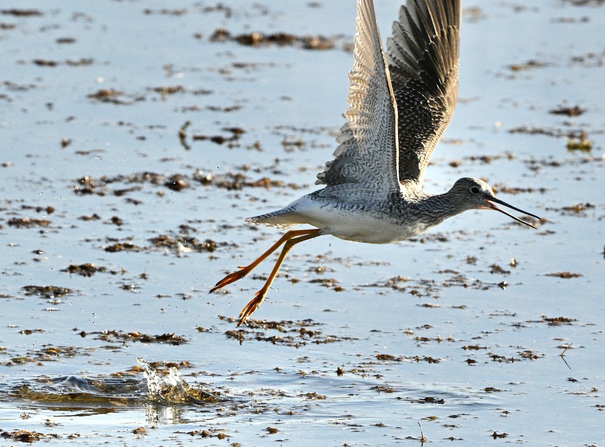 Greater Yellowlegs - ML610897614