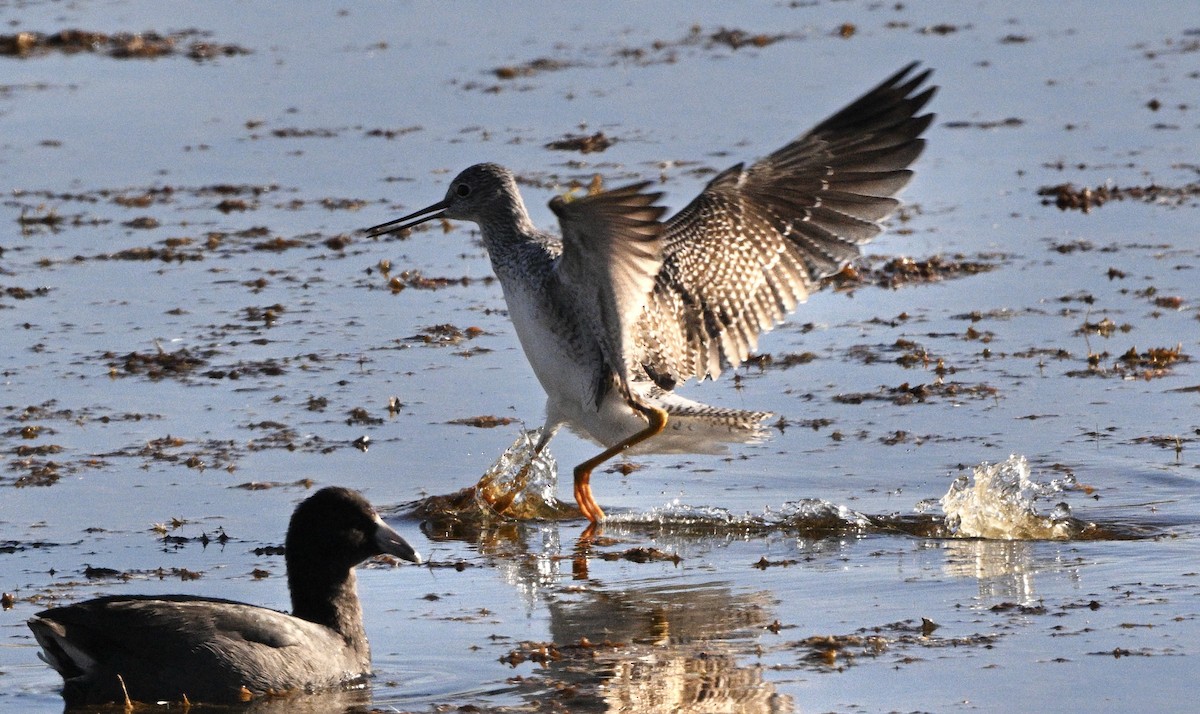 Greater Yellowlegs - Thomas Oliver