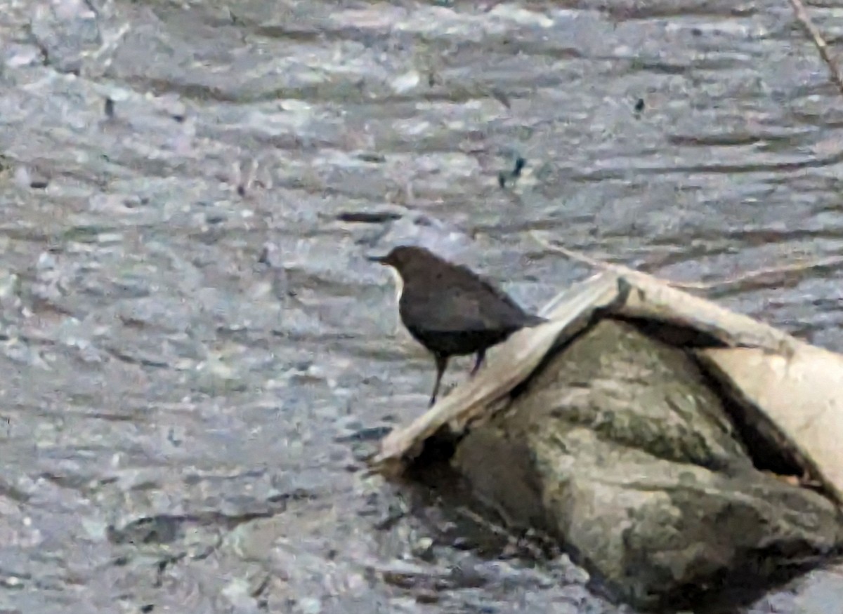 White-throated Dipper - Andrey Shilov