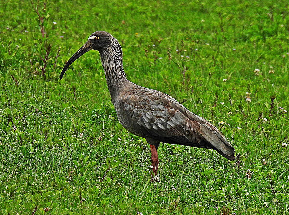 Ibis plombé - ML610897764