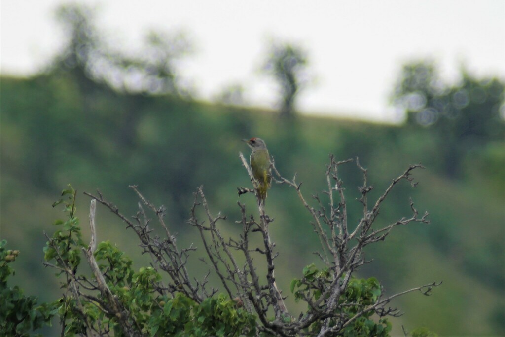 Gray-headed Woodpecker - ML610897863