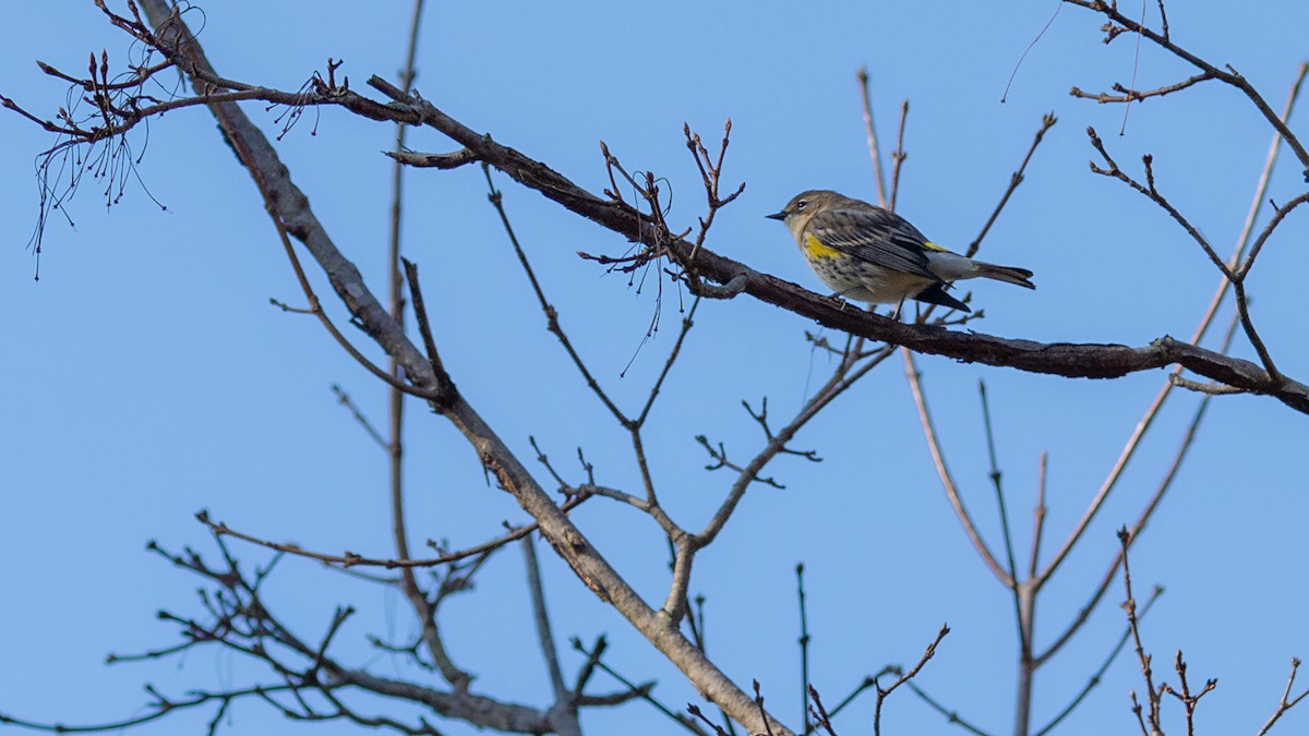 Yellow-rumped Warbler - Todd Kiraly