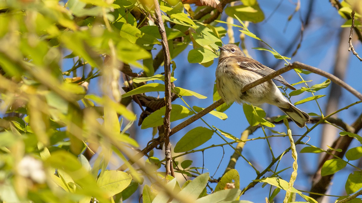 Yellow-rumped Warbler - ML610897870