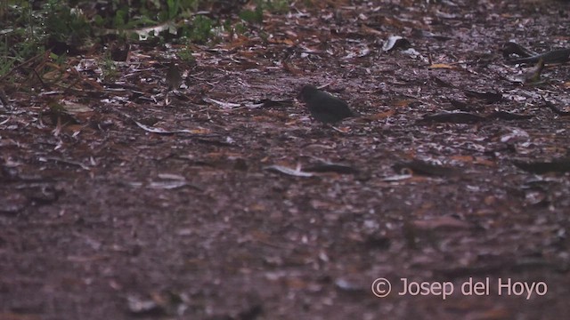 Slaty Finch - ML610897880