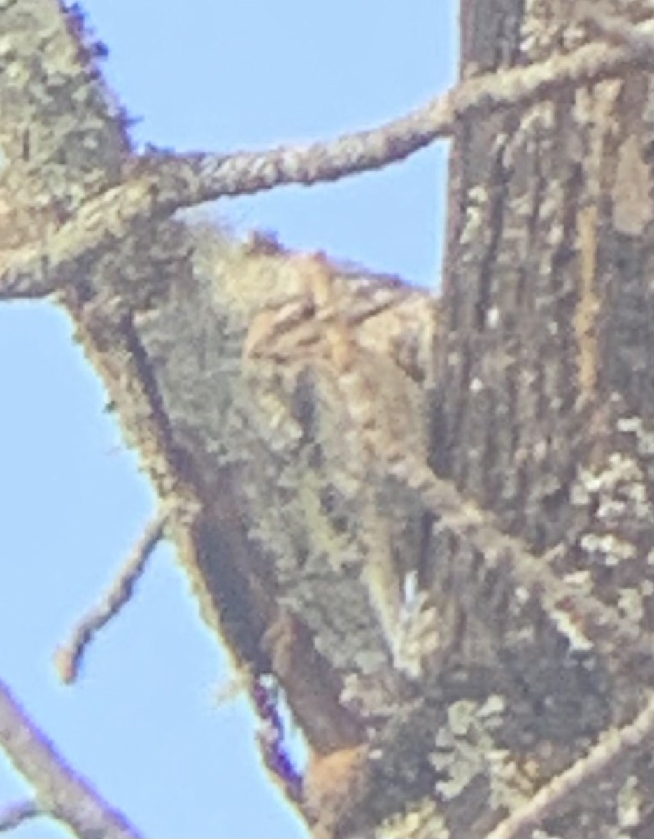 Yellow-bellied Sapsucker - ML610897896