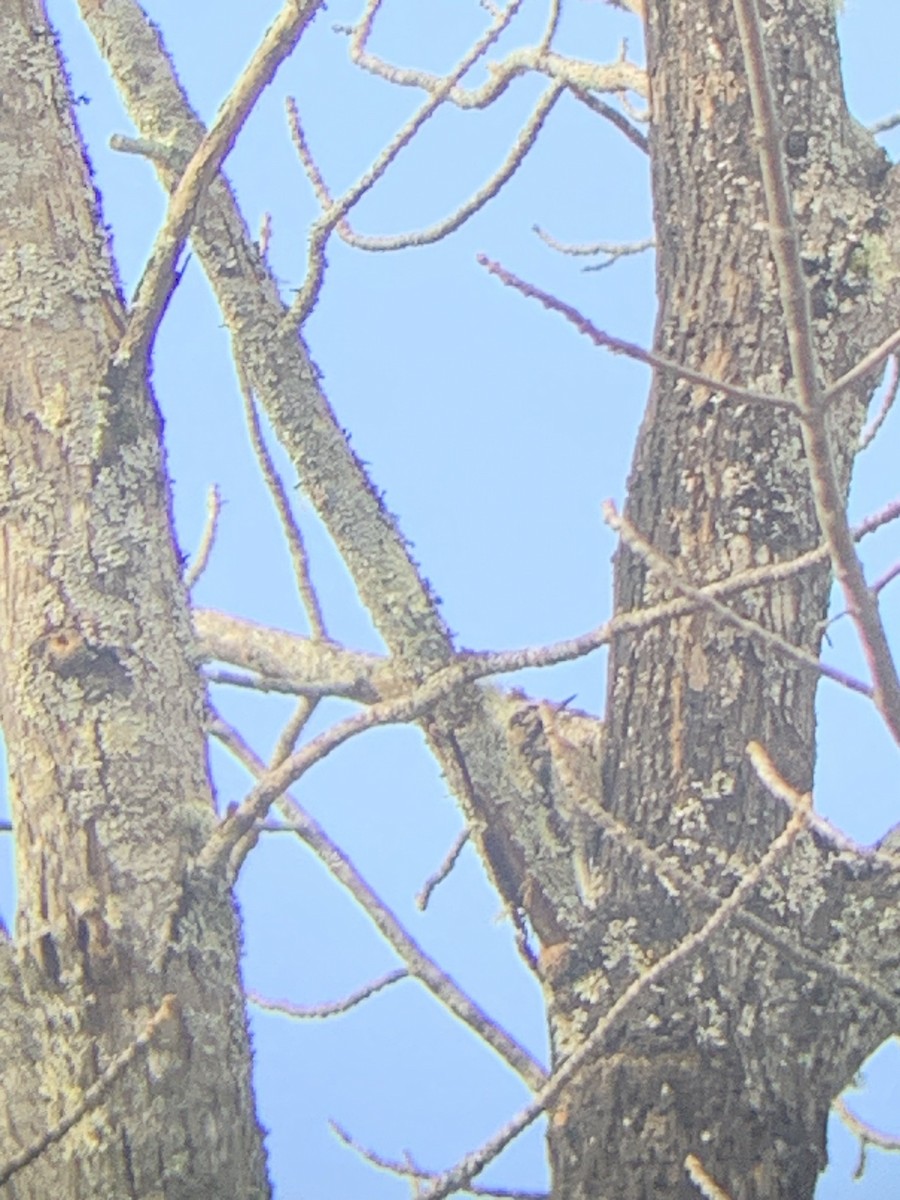 Yellow-bellied Sapsucker - ML610897897