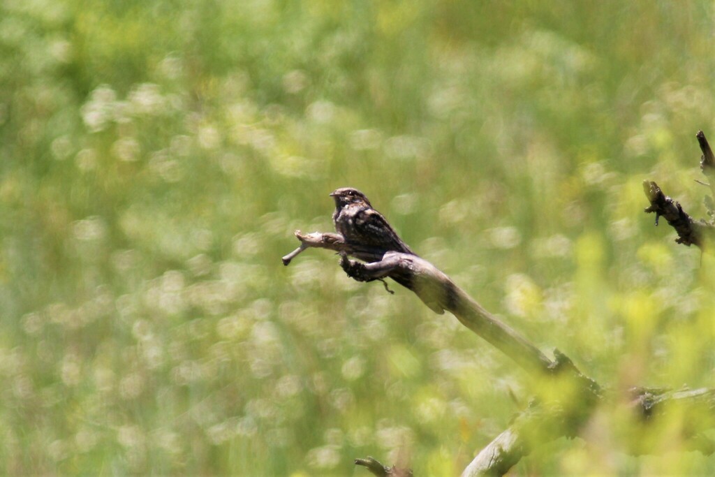 Eurasian Nightjar - ML610897902