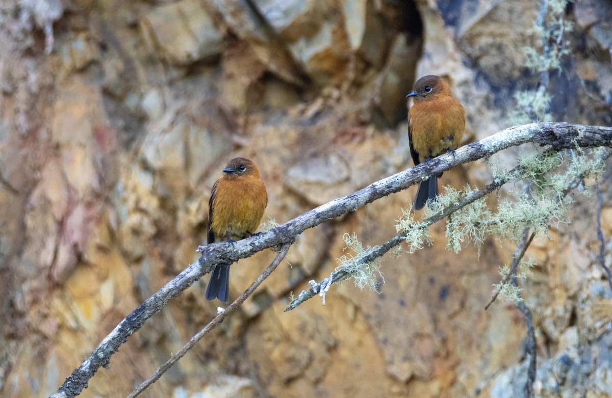 Cinnamon Flycatcher - ML610898116