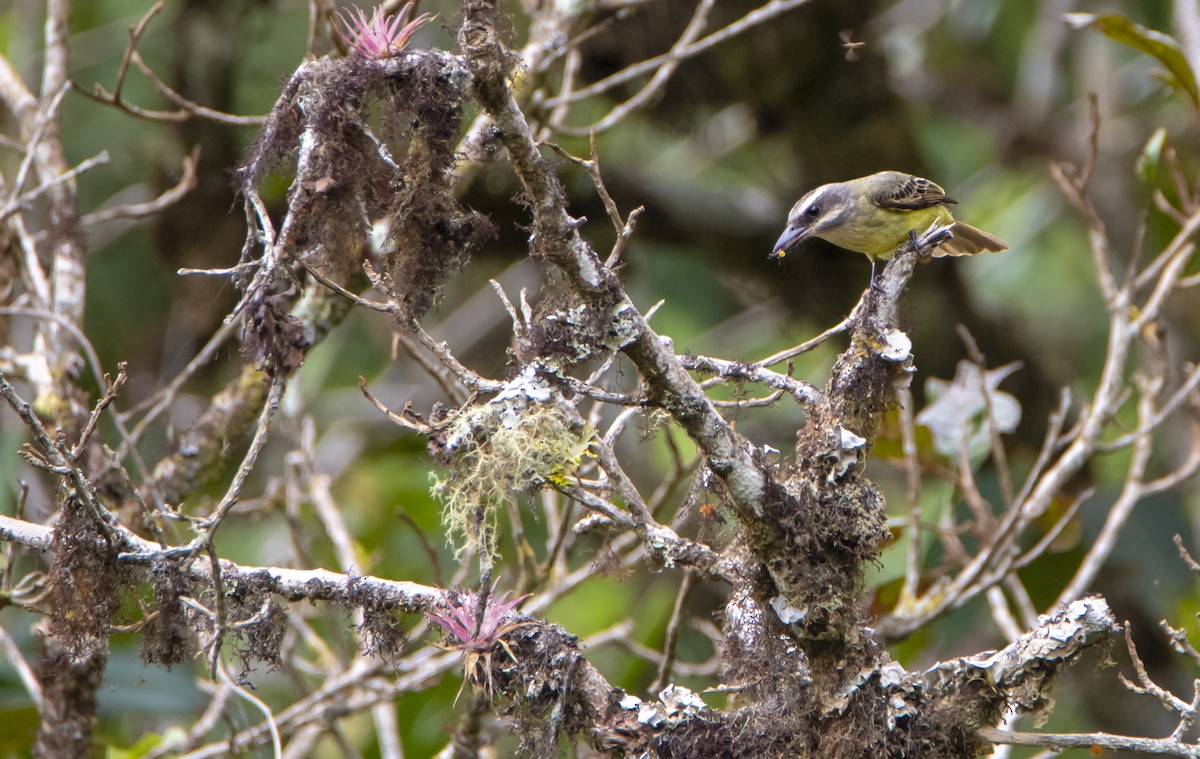 Golden-crowned Flycatcher - ML610898130